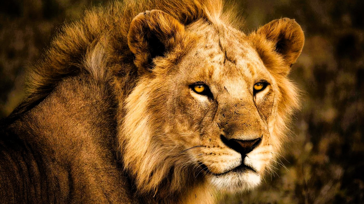 Tanzania Safari