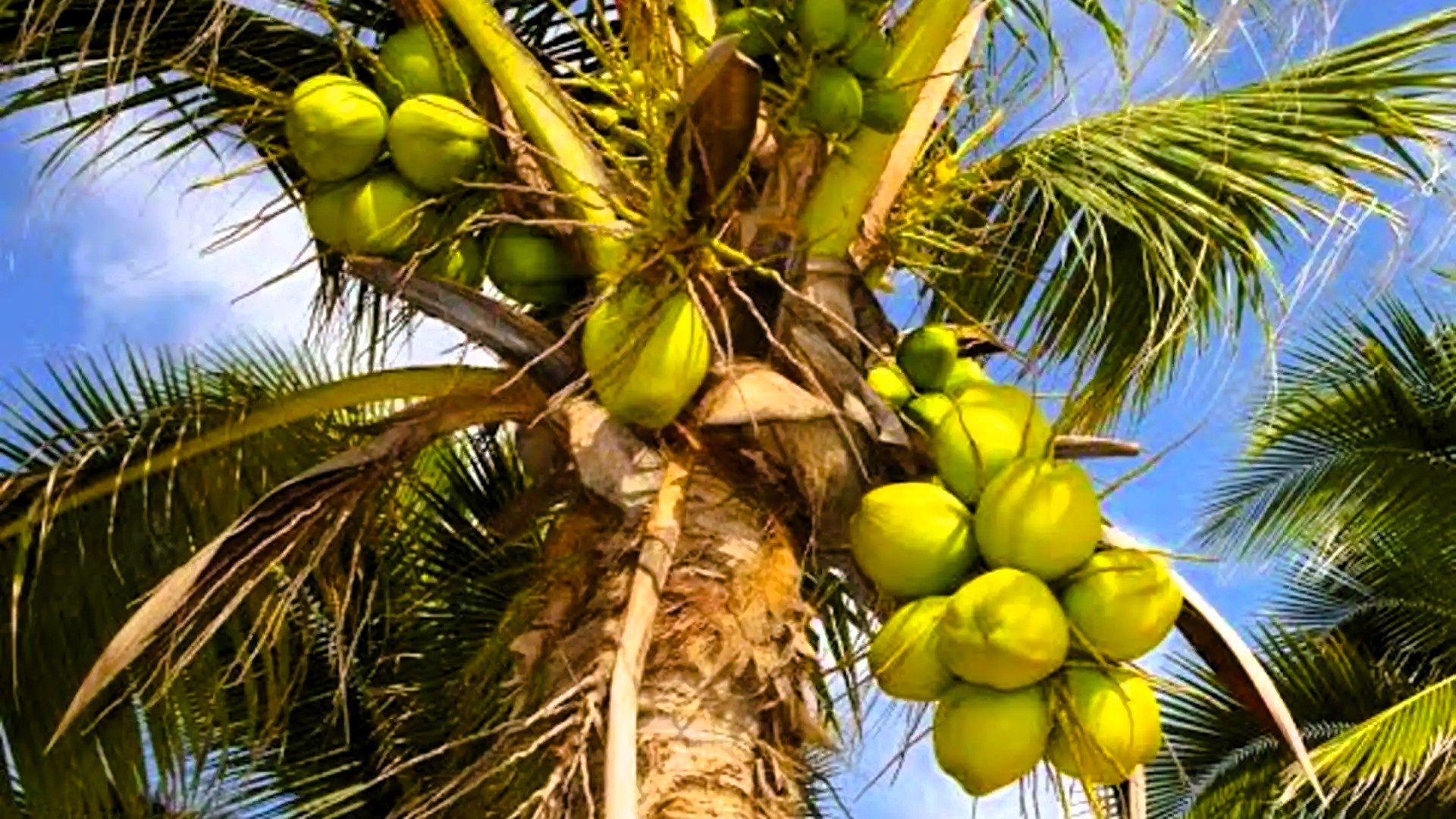 Zanzibar Cultural Tour