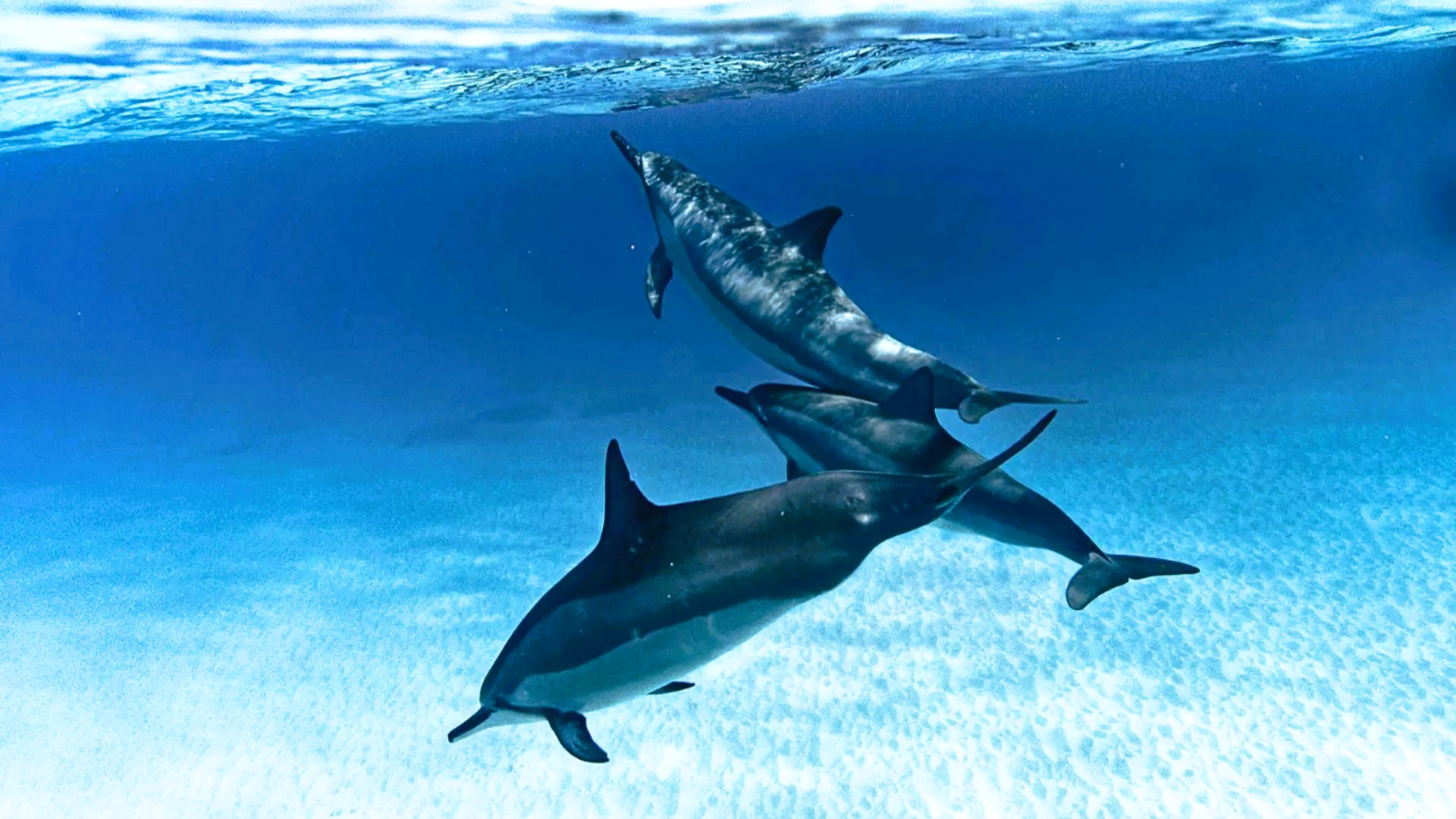 Swimming with Dolphins Zanzibar